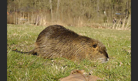 Nutria (Myocastor coypus)