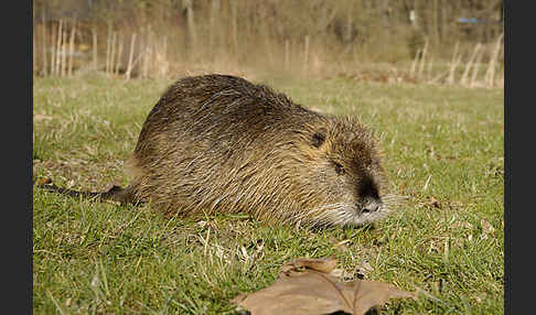 Nutria (Myocastor coypus)