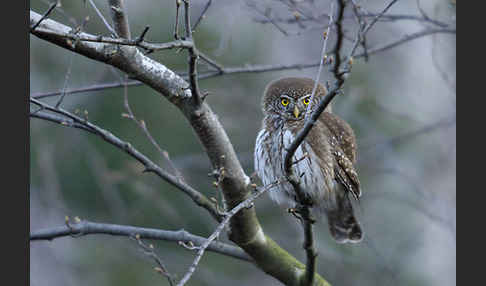 Sperlingskauz (Glaucidium passerinum)