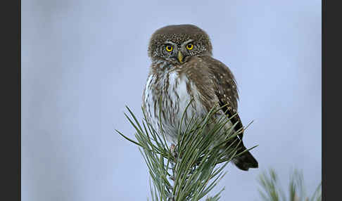 Sperlingskauz (Glaucidium passerinum)