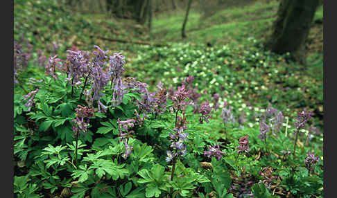 Hohler Lerchensporn (Corydalis cava)