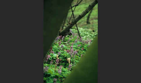 Hohler Lerchensporn (Corydalis cava)