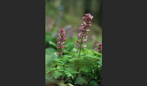 Hohler Lerchensporn (Corydalis cava)