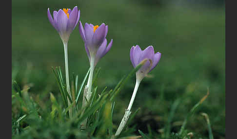 Frühlings-Safran (Crocus vernus)