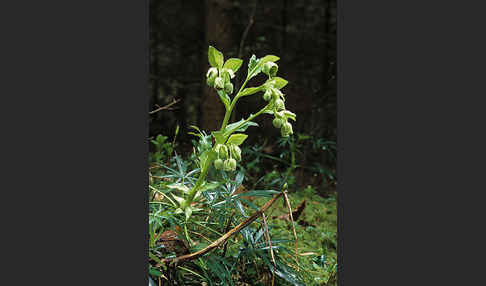 Stinkende Nieswurz (Helleborus foetidus)