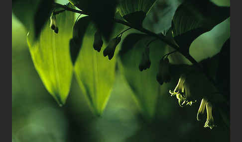 Wohlriechende Weißwurz (Polygonatum odoratum)