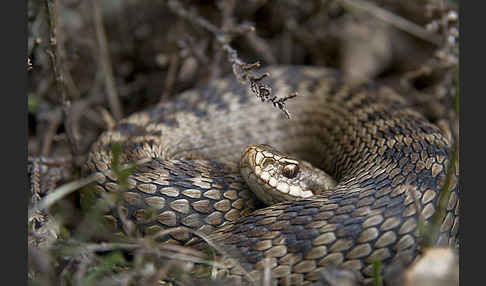 Kreuzotter (Vipera berus)