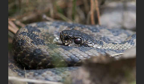 Kreuzotter (Vipera berus)