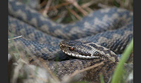 Kreuzotter (Vipera berus)