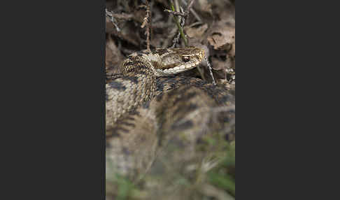 Kreuzotter (Vipera berus)