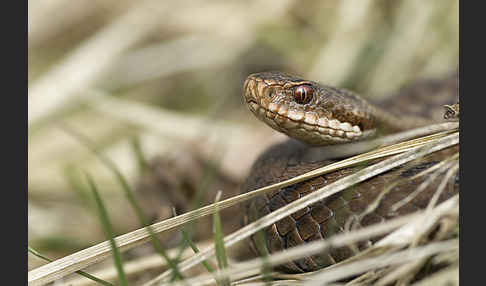 Kreuzotter (Vipera berus)