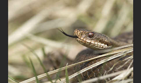 Kreuzotter (Vipera berus)