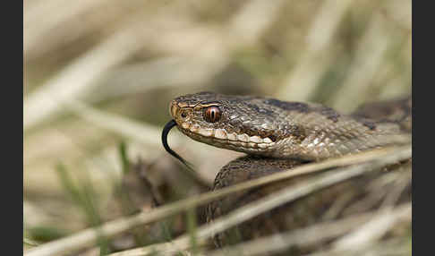 Kreuzotter (Vipera berus)