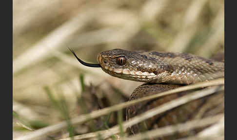 Kreuzotter (Vipera berus)