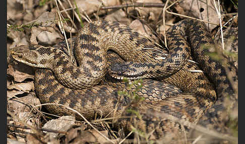 Kreuzotter (Vipera berus)