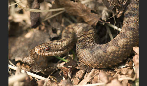 Kreuzotter (Vipera berus)