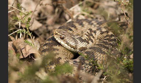 Kreuzotter (Vipera berus)