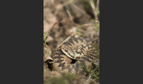 Kreuzotter (Vipera berus)