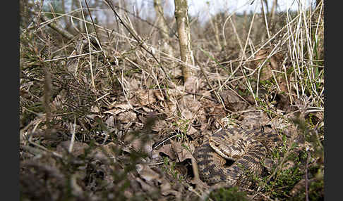 Kreuzotter (Vipera berus)