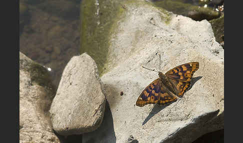 Donauschillerfalter (Apatura metis)