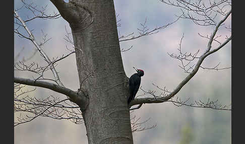 Schwarzspecht (Dryocopus martius)