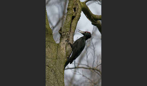 Schwarzspecht (Dryocopus martius)