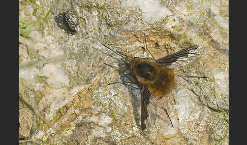 Großer Wollschweber (Bombylius major)