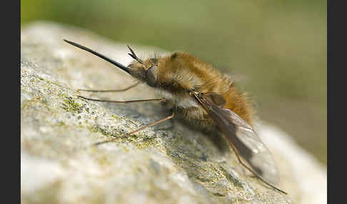 Großer Wollschweber (Bombylius major)