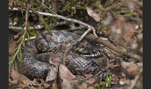 Kreuzotter (Vipera berus)