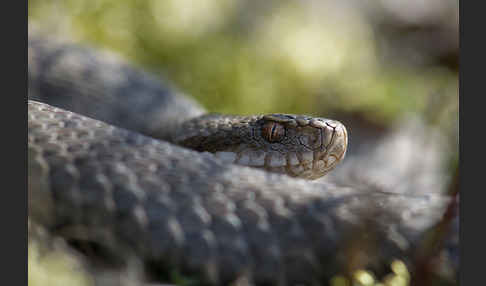 Kreuzotter (Vipera berus)