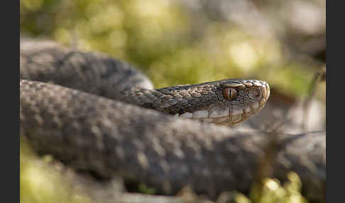 Kreuzotter (Vipera berus)