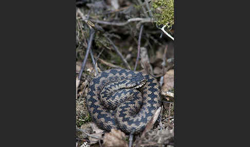 Kreuzotter (Vipera berus)