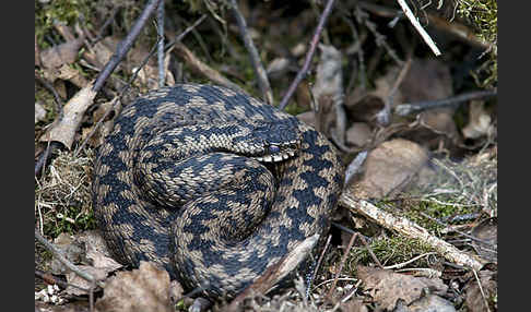 Kreuzotter (Vipera berus)