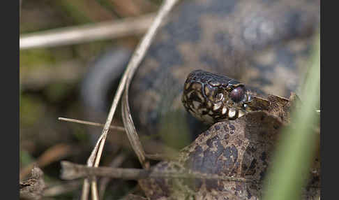 Kreuzotter (Vipera berus)