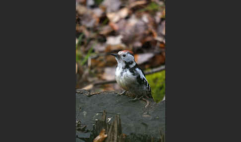 Mittelspecht (Dendrocopos medius)