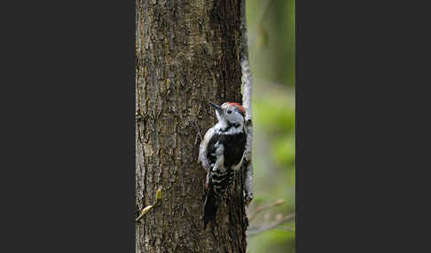 Mittelspecht (Dendrocopos medius)