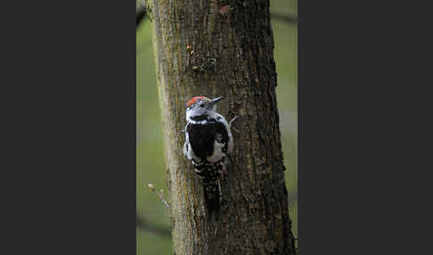 Mittelspecht (Dendrocopos medius)