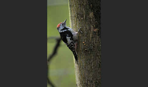 Mittelspecht (Dendrocopos medius)