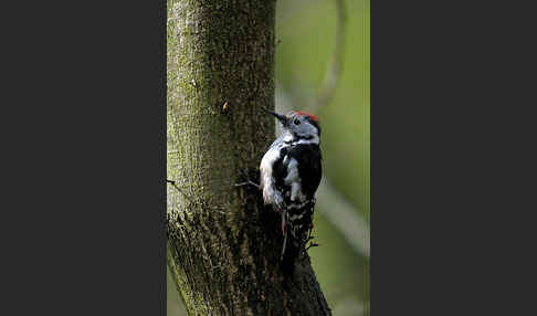 Mittelspecht (Dendrocopos medius)