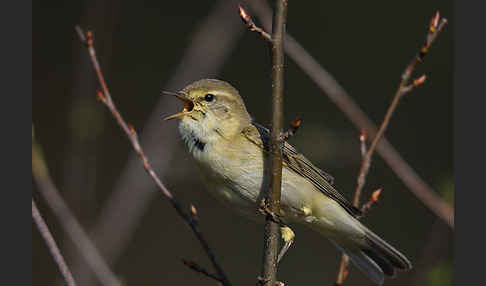 Fitislaubsänger (Phylloscopus trochilus)