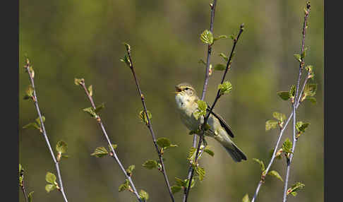 Fitislaubsänger (Phylloscopus trochilus)