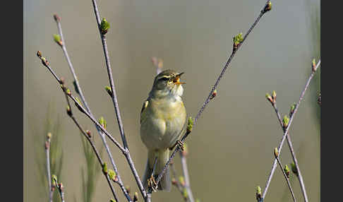 Fitislaubsänger (Phylloscopus trochilus)