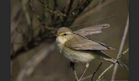 Fitislaubsänger (Phylloscopus trochilus)