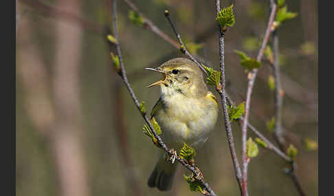 Fitislaubsänger (Phylloscopus trochilus)