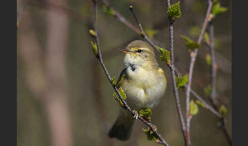 Fitislaubsänger (Phylloscopus trochilus)