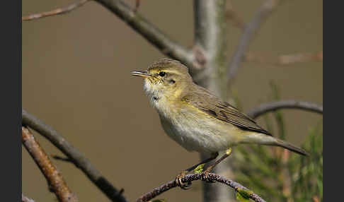 Fitislaubsänger (Phylloscopus trochilus)