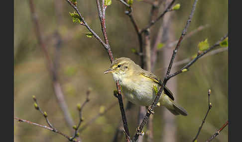 Fitislaubsänger (Phylloscopus trochilus)