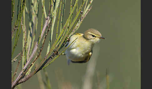 Fitislaubsänger (Phylloscopus trochilus)