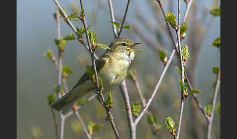 Fitislaubsänger (Phylloscopus trochilus)