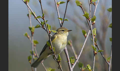 Fitislaubsänger (Phylloscopus trochilus)